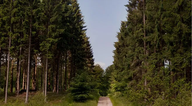 Værløse i Hareskov, et naturskønt område med skove og stier